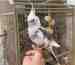 Cockatiel