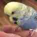Budgerigar