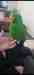 Eclectus