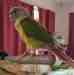 Conure