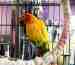 Conure