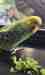 Budgerigar