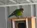Kakariki