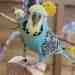 Budgerigar