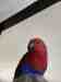 Eclectus