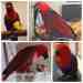 Eclectus