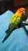 Conure