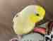Parrotlet