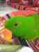 Eclectus