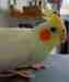 Cockatiel