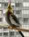 Cockatiel