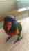 Lory / Lorikeet