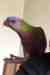 Lory / Lorikeet