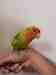 Lovebird