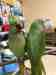 Alexandrine