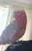 Galah Cockatoo