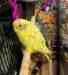 Budgerigar