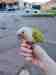 Conure Conure