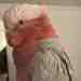 Galah Cockatoo