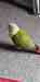 Conure