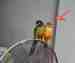 Conure