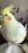 Cockatiel