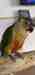 Conure Conure