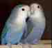 Lovebird