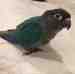 Conure
