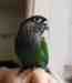 Conure