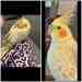 Cockatiel