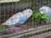 Budgerigar