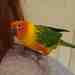 Conure