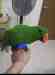 Eclectus