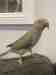 Indian Ringneck Parakeet