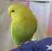 Budgerigar