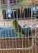 Budgerigar