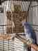 Indian Ringneck Parakeet