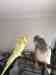 Budgerigar