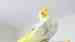 Cockatiel