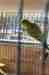 Budgerigar