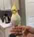 Cockatiel