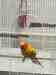 Conure