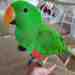 Eclectus