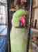 Indian Ringneck Parakeet