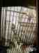 African Grey