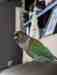 Conure