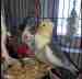 Cockatiel