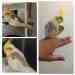 Cockatiel
