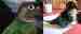 Conure